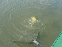 Moara Vlasiei 2 9 - 9 iun.